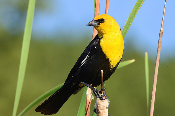 Yellow headed blackbird