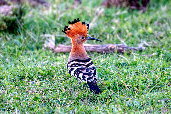 African Hoopoe