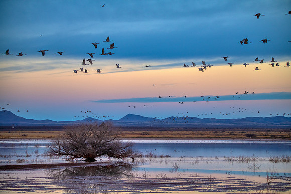 Sandhill cranes/Whitewater draw
