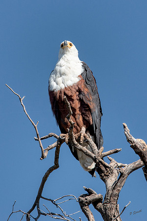African fish eagle