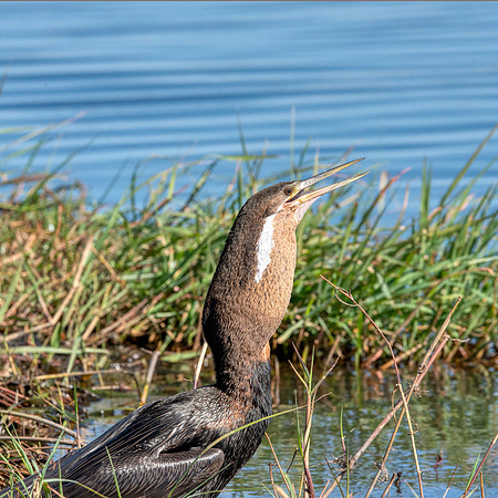 African Darter6