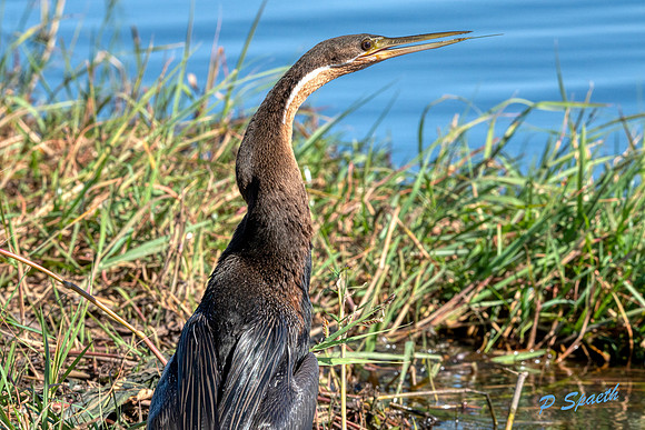 African Darter7