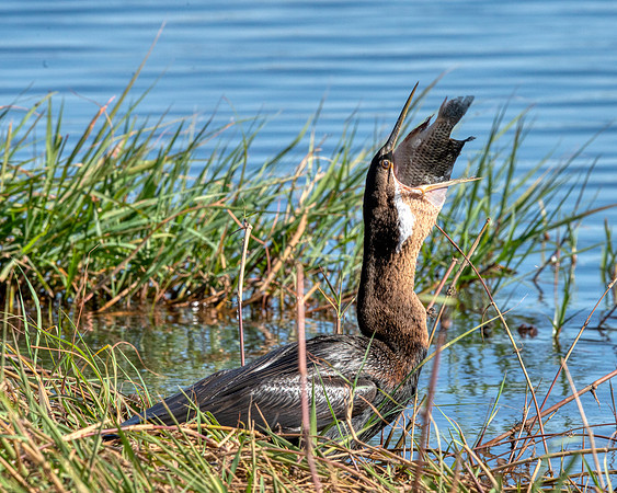 African Darter5