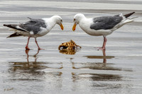 Gulls and crab copy
