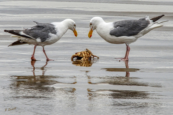 Gulls and crab copy