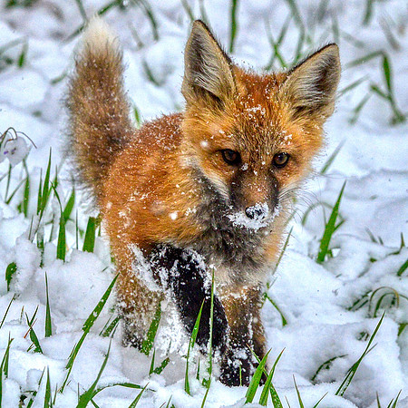 Kit in snow2