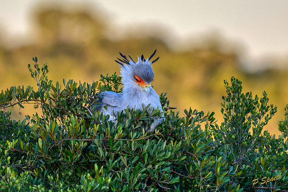 Secretary bird2 copy