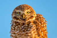 Burrowing Owl 2