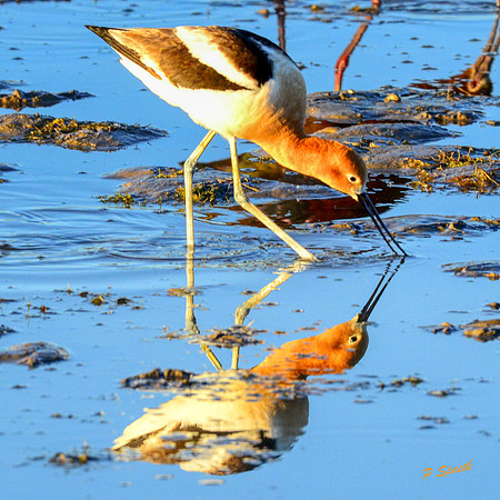 American Avocets copy