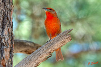 Hepatic Tanager copy 3 copy