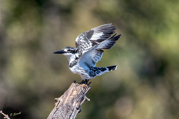 Pied Kingfisher