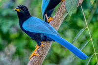 Inca Jay