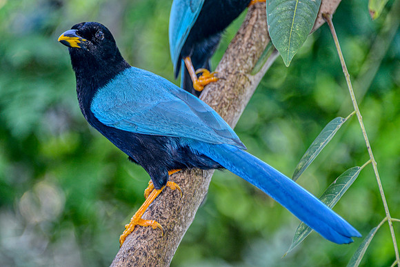 Inca Jay