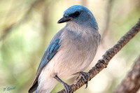 Mexican Jay copy