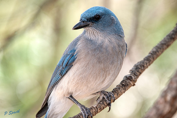 Mexican Jay copy