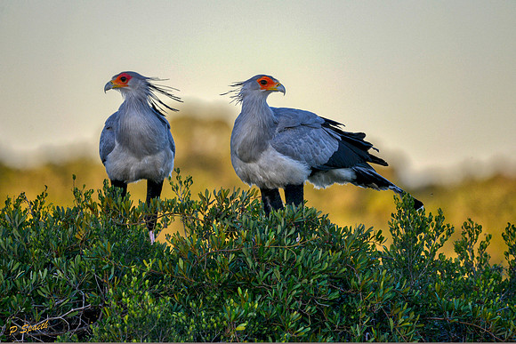 Secretary birds1 copy
