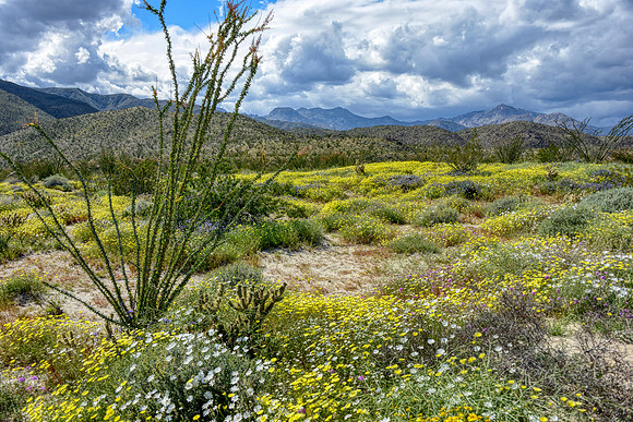 Borego Springs flowers