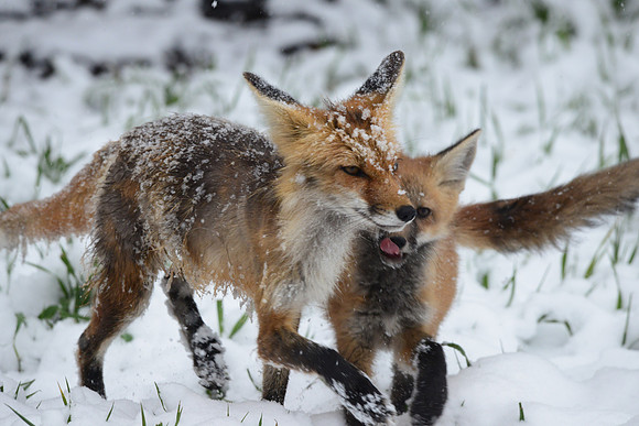 Red fox mom with kit in snow