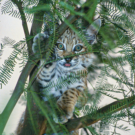 Bobcat cub in tree