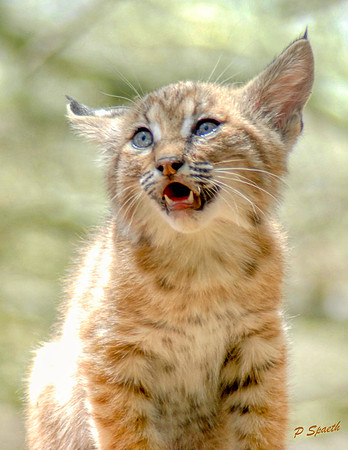 Bobcat cub growl