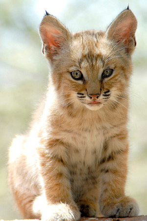 Bobcat cub-2