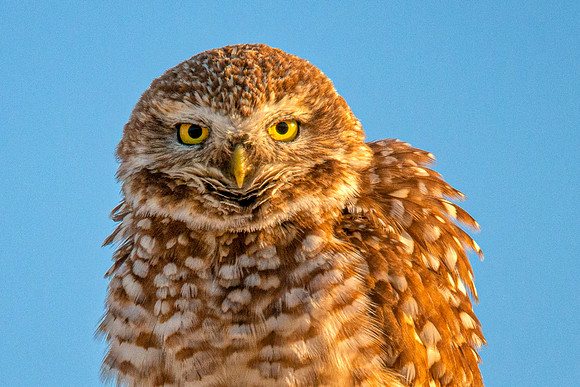 Burrowing Owl 2