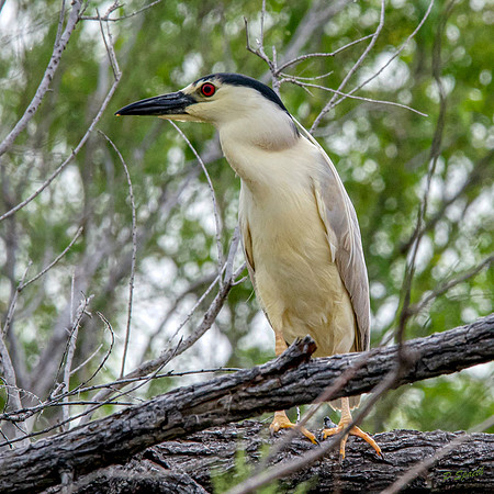 Black capped night heron