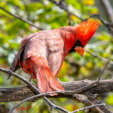 Cardinal1