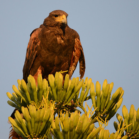 Harris hawk