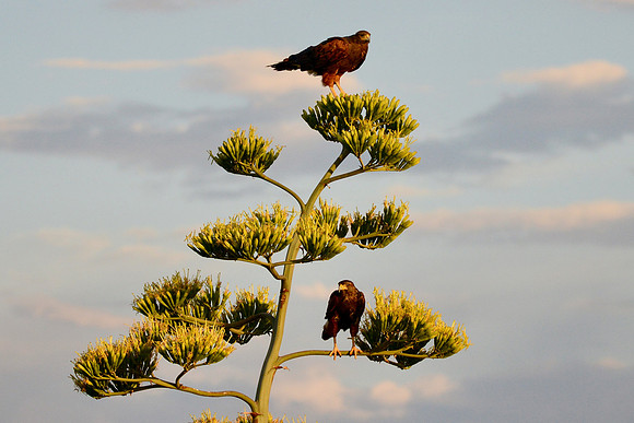 Harris hawks/agave bloom