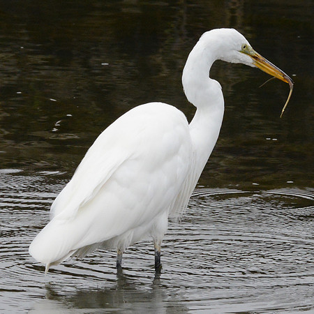 Great egret