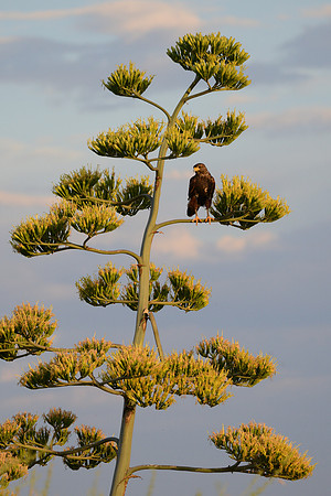 Harris hawk/agave bloom