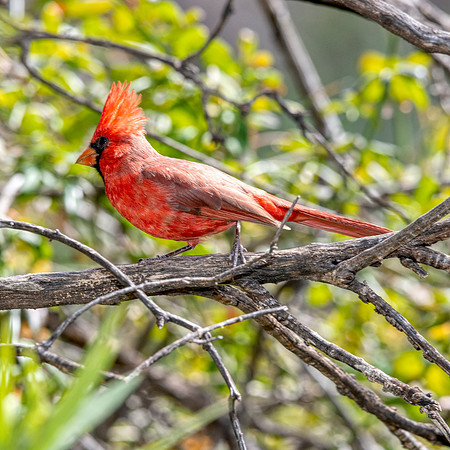 Cardinal
