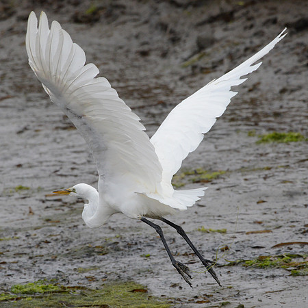 Great egret