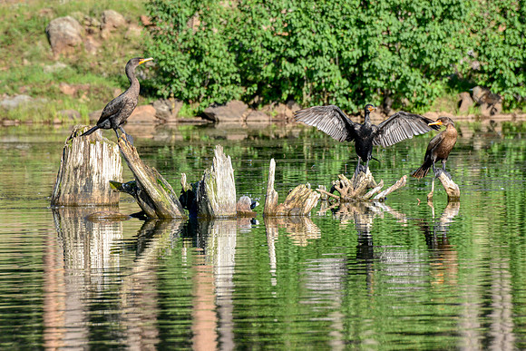 Cormorants on a log