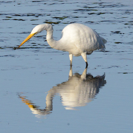 Great egret