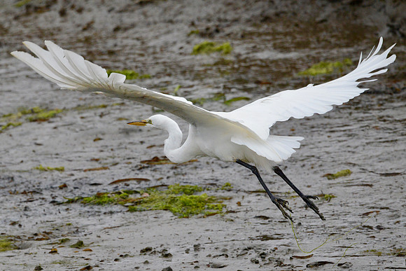 Great egret