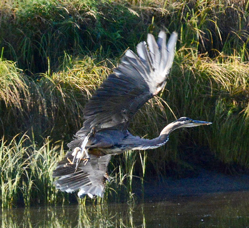 Blue heron