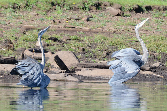 Blue herons courtship