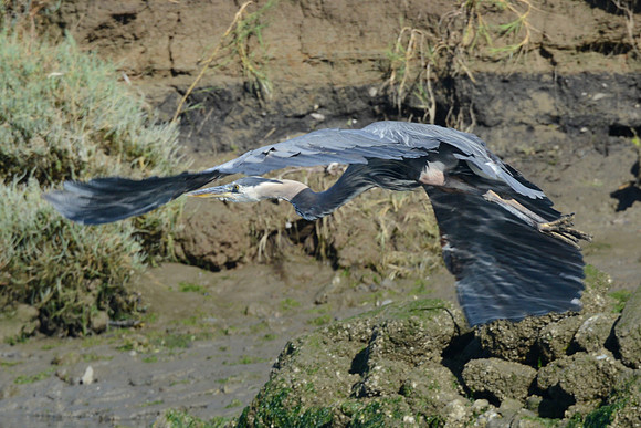 Blue heron