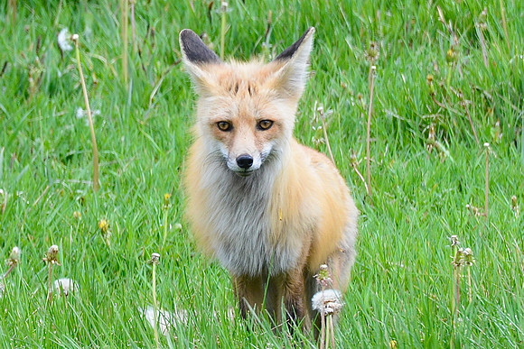 Red fox