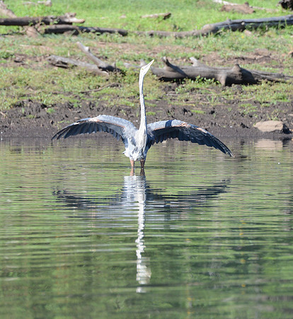 Blue heron courting