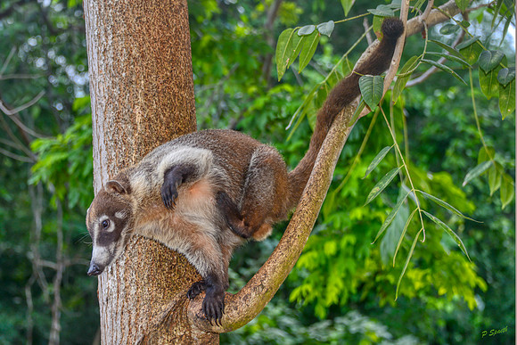 Coatimundi
