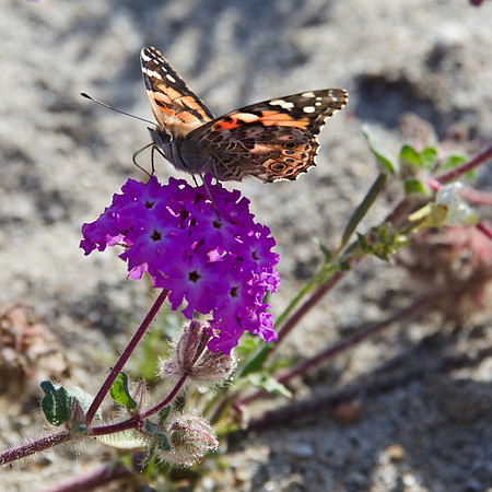Painted lady