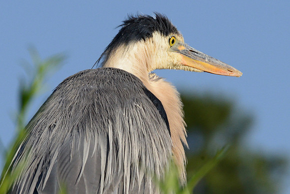 Blue heron