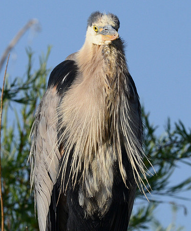 Blue heron