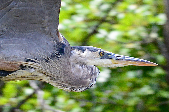 Blue heron