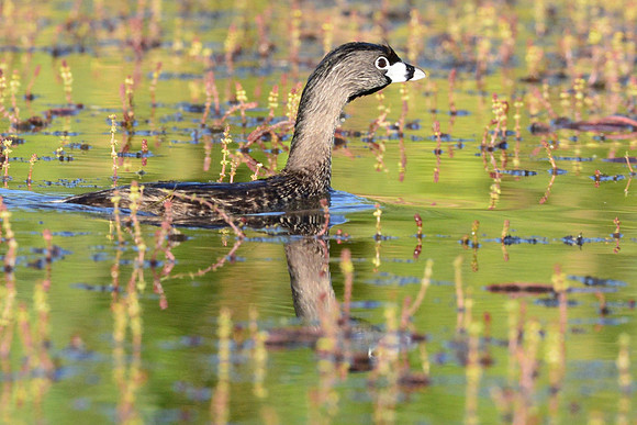 Pied billed grebe
