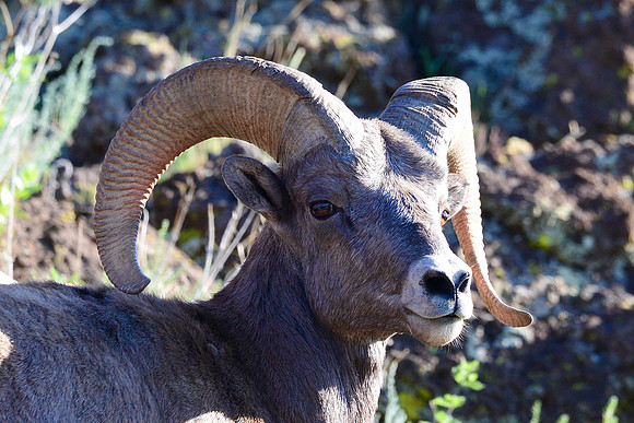 Desert big horn ram