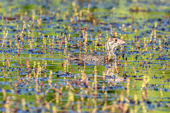 Grebe in duckweed